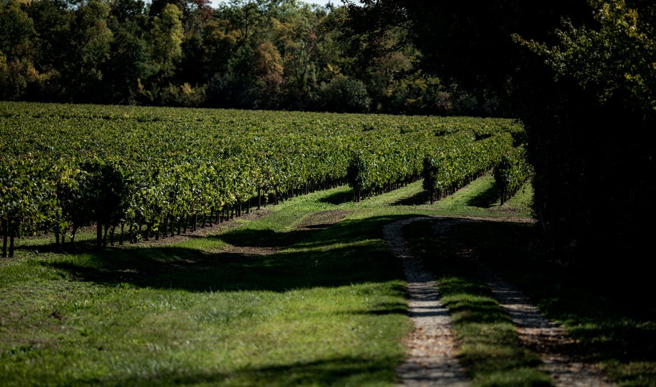 vigne-bord-de-foret